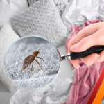 bed bugs pest control