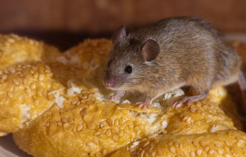 rats and mice pest control
