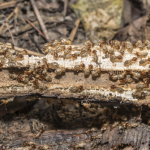 termites pest control